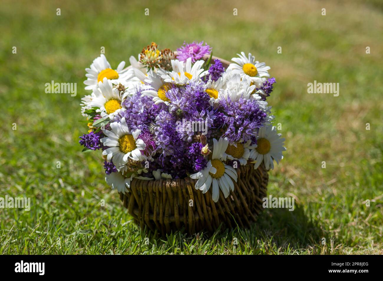 wildblumen im Korb - Sommer Stockfoto