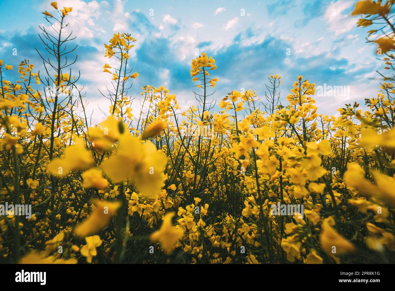 Nahaufnahme Der Blüte Der Canola Colza Gelbe Blumen Unter Blauem Sonnigen Himmel. Raps, Ölsaatfeld Wiese Stockfoto