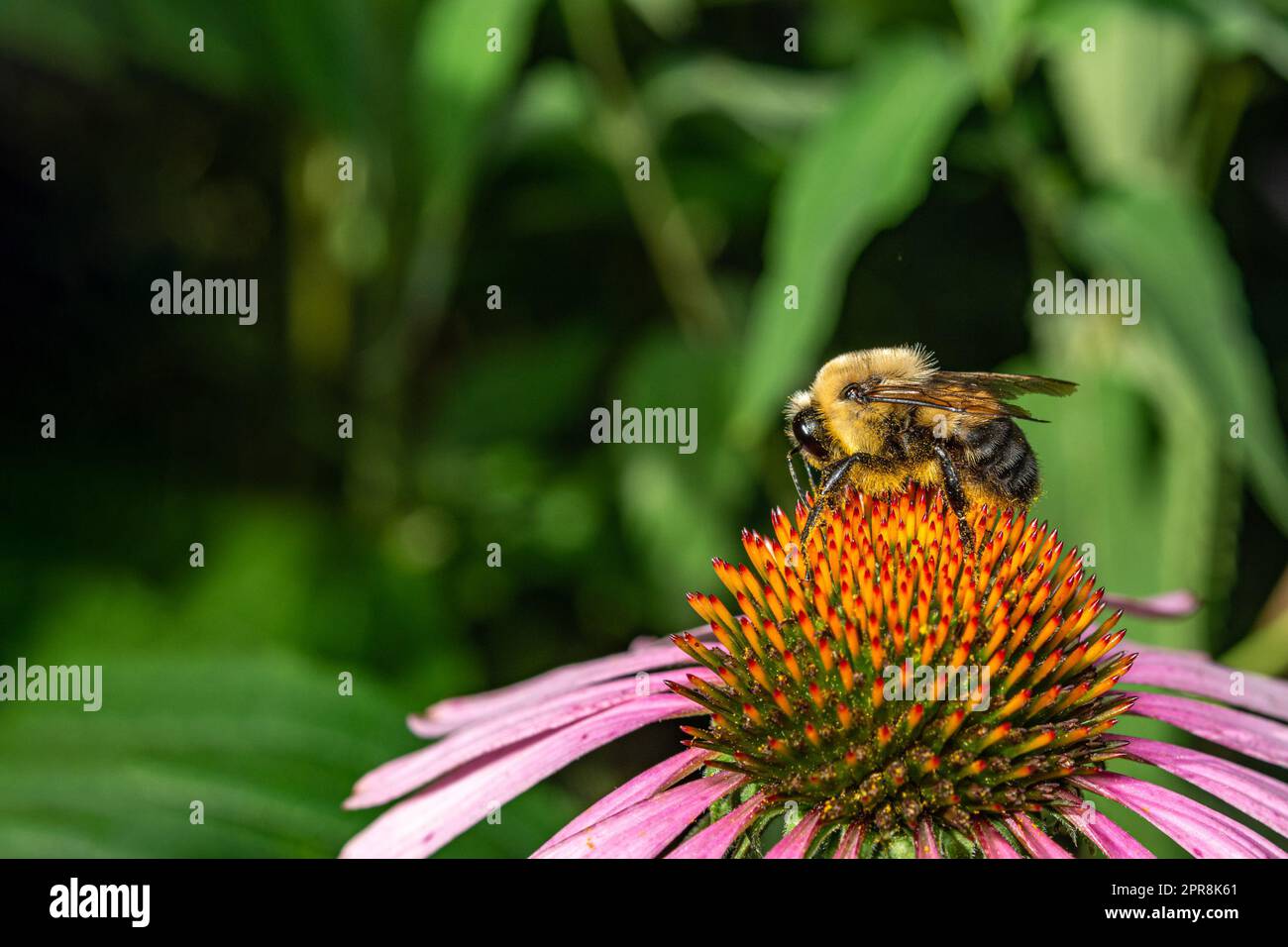 Hummel sattelte den Kopf einer rosa Blume auf der Suche nach Nektar Stockfoto