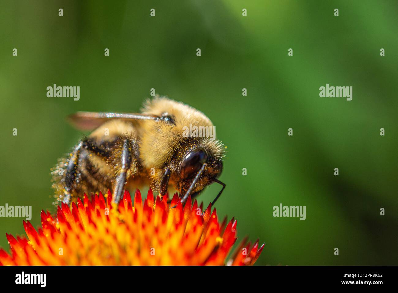 Eine mit Pollen bedeckte Hummel sammelt Nektar Stockfoto