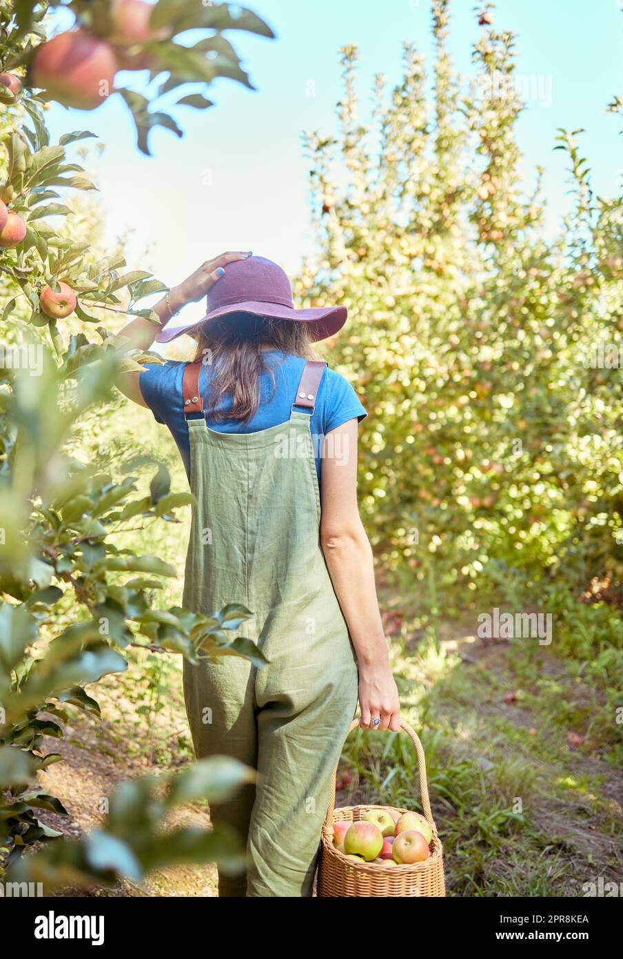 Ein Bauer erntet saftige und nahrhafte Bio-Früchte in der Sommersaison. Eine Frau hält einen Korb frisch gepflückter Äpfel von Bäumen in einem nachhaltigen Obstgarten draußen an einem sonnigen Tag von hinten Stockfoto