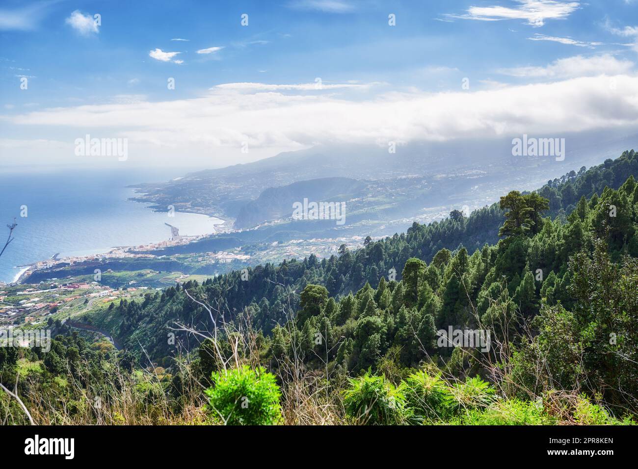 Wunderschöne Kiefernwälder in den Bergen von La Palma, Kanarische Inseln, Spanien. Malerische Landschaft mit hohen Bäumen, üppig grüner Vegetation in der Natur an einem sonnigen Sommertag mit Blick auf das Meer und den blauen Himmel Stockfoto