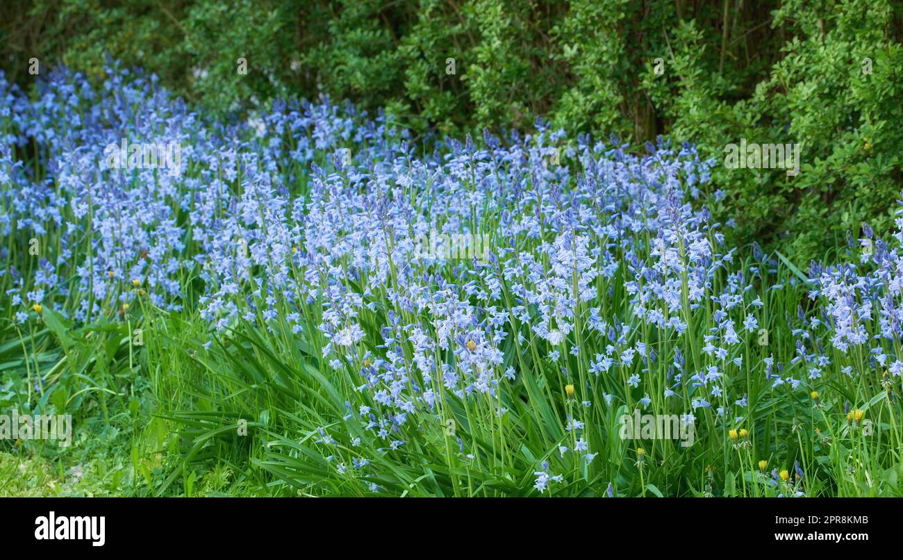 Blaue kent-Glockenblumen wachsen und blühen auf grünen Stämmen in einem privaten und abgeschiedenen Garten. Strukturierte Details von gewöhnlichen Bluebell- oder campanula-Pflanzen, die im mystischen Garten blühen und blühen Stockfoto