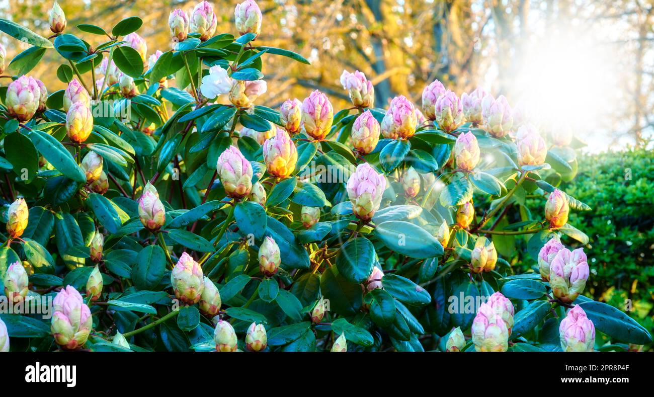 Rhododendron ist eine Gattung von 1.024 Arten von holzigen Pflanzen in der Heidenfamilie, entweder immergrün oder milchig, und findet sich hauptsächlich in Asien, ist aber auch im südlichen Hochland der Appalachen in Nordamerika weit verbreitet. Stockfoto