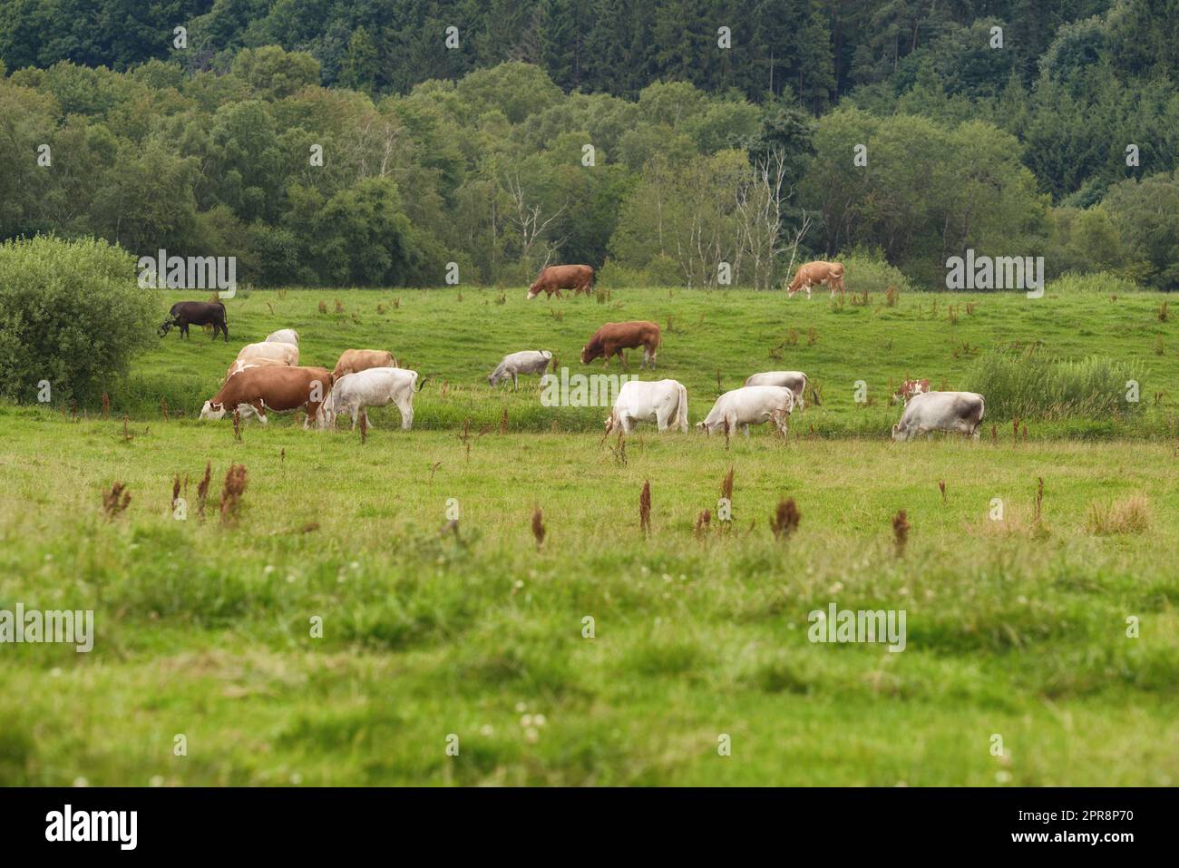 Eine Rinderfarm mit Kühen, die an einem Sommermorgen auf grüner Weide weiden. Vieh oder Herde, die sich im Frühling auf einer Wiese im Freien ernährt. Brauner und weißer Kuhbestand auf einem Feld, der isst Stockfoto