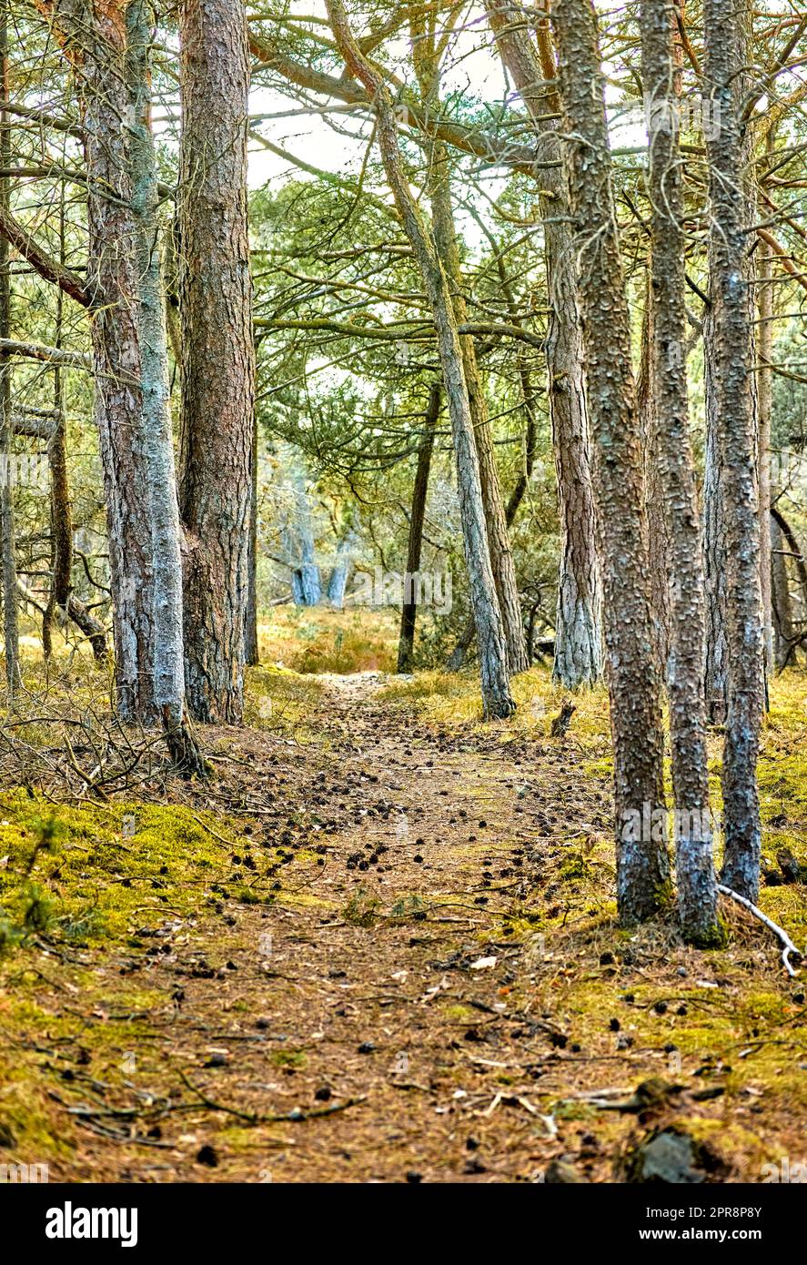 Geheimer und geheimnisvoller Pfad in der Landschaft, der zu einem magischen Wald führt, wo Abenteuer warten. Ruhige Landschaft mit einem versteckten Pfad umgeben von Bäumen, Sträuchern und Gras in Dänemark im Frühling Stockfoto