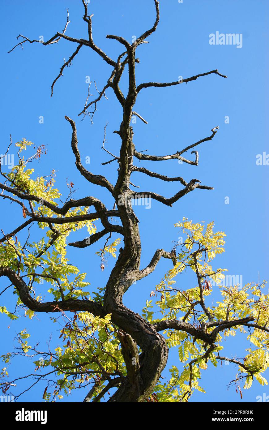 Einen sterbenden Baum Stockfoto