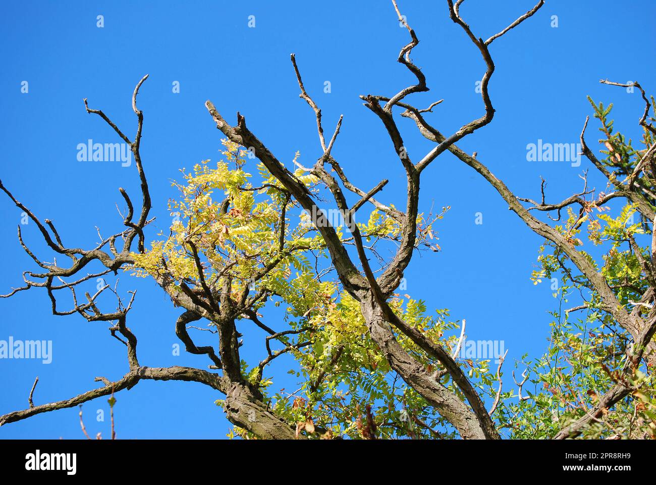 Einen sterbenden Baum Stockfoto
