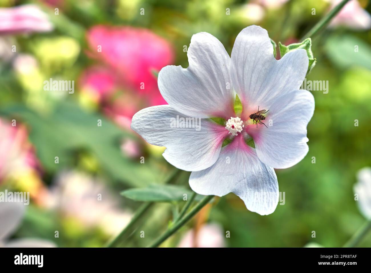 Insekten, die Nektar auf einer Pflanze mit weißen Blütenblättern fressen. Wunderschöne Blüten in der Natur an einem sonnigen Tag im Frühling. Fliege bestäubt eine malva moschata Moschata Moschusblume, die im Freien wächst. Stockfoto