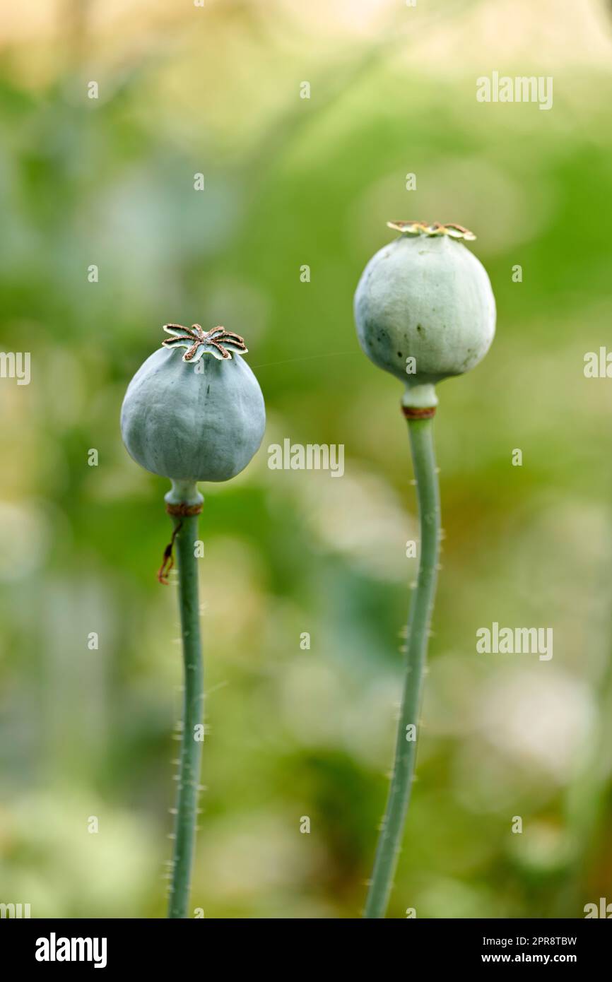 Verschlüsse von Opiummohnblüten, die vor einem unscharfen grünen Hintergrund blühen. Im Frühling wachsen zarte Blüten in einem Garten oder Wald. Papaver somniferum L. Stiele und Blätter auf Wiesen mit Kopierraum Stockfoto
