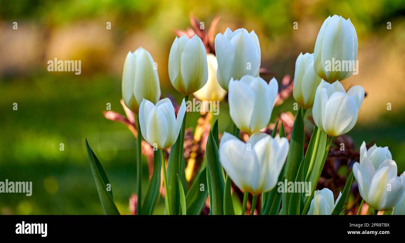 Tapete aus weißen Tulpenblüten, die in einem Garten im Freien wachsen, mit Bokeh-Hintergrund für Kopierbereiche. Viele offene Blüten auf zarten Zwiebelpflanzen wachsen in einem grünen Hinterhof für eine ruhige Naturszene Stockfoto