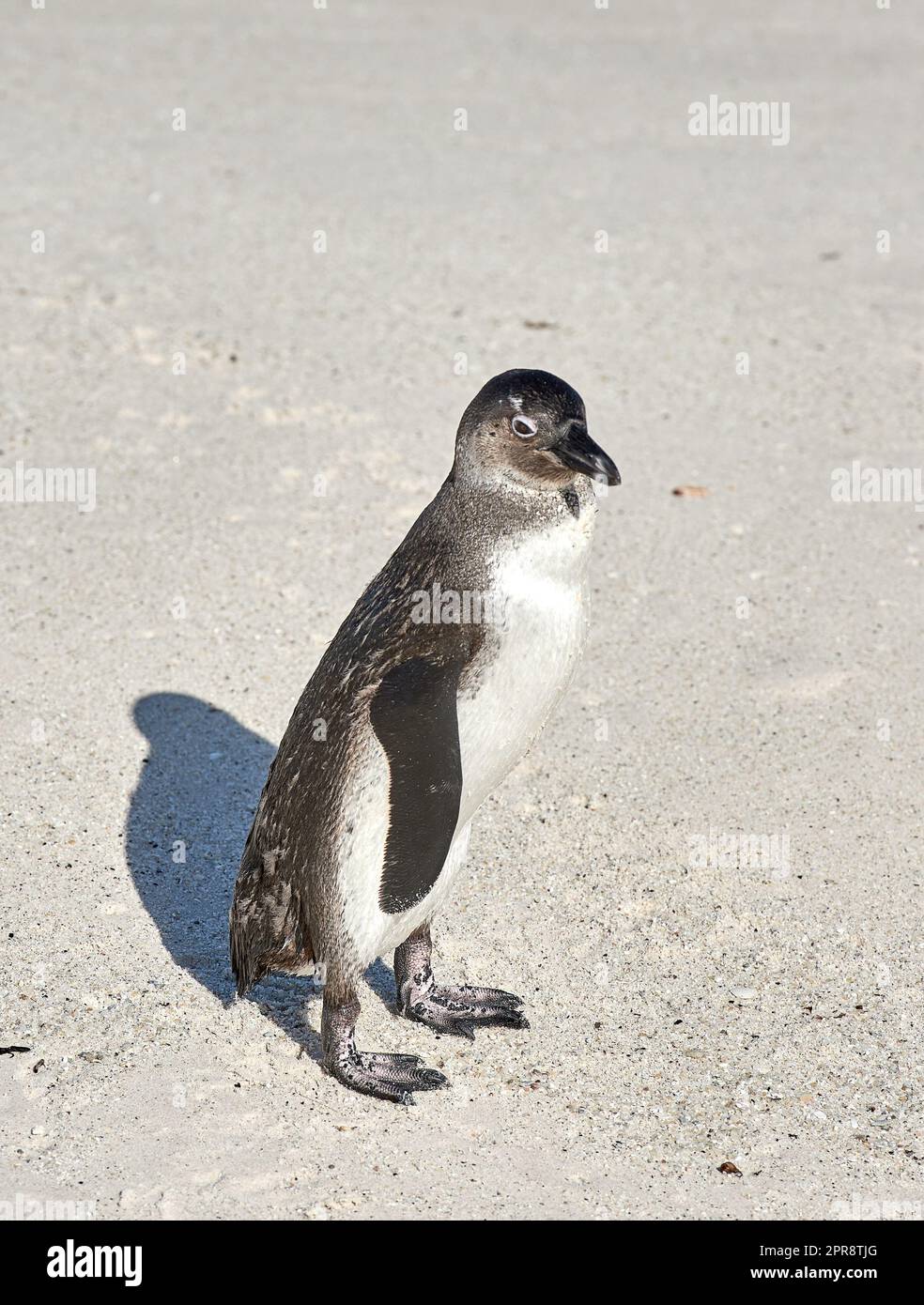 Nahaufnahme von Schwarzfußpinguin oder afrikanischem Pinguin am Sandstrand in Kapstadt. Natur majestätische Meeresbewohner in ihrer natürlichen Umgebung an einem beliebten Reise- und Tourismusziel in Südafrika Stockfoto