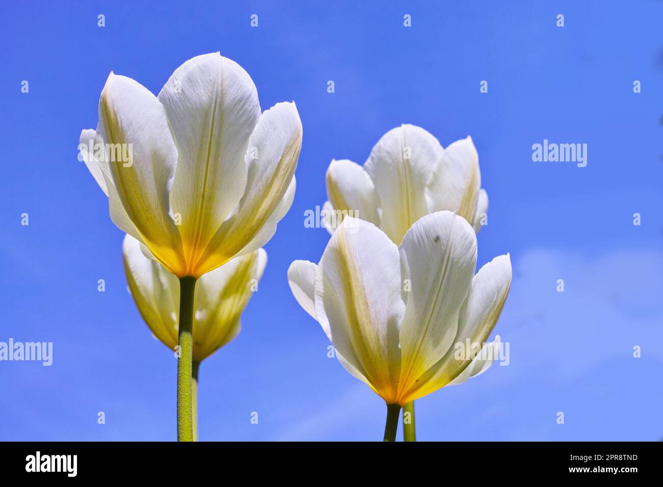 Blühende weiße Tulpenpflanzen öffnen sich und blühen vor klarem blauen Himmel. Blüht und erhellt ein Feld. Im Sommer wachsen und gedeihen wunderschöne weiße Blumen im Freien Stockfoto