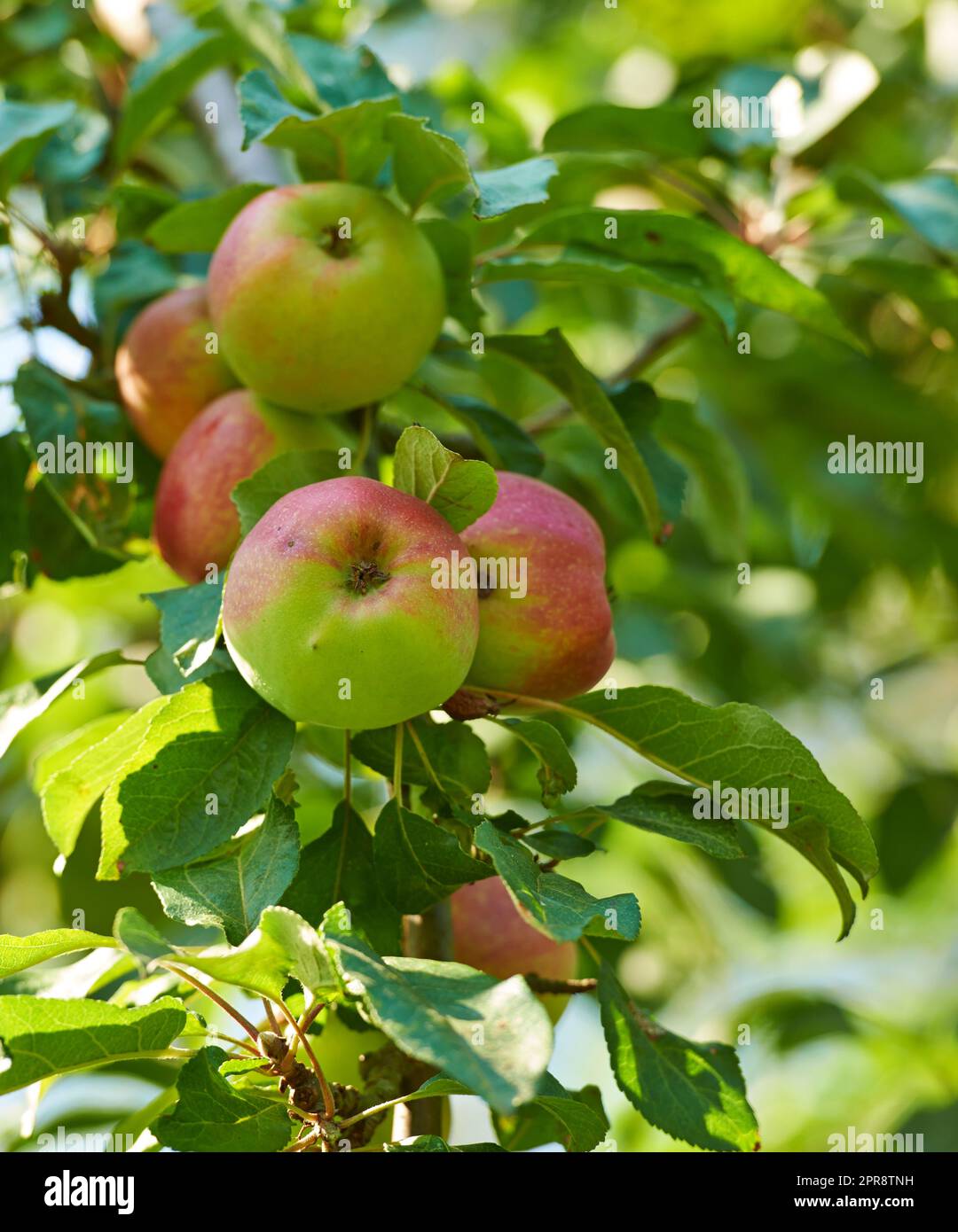 Schöne reife Äpfel, die bereit sind, geerntet zu werden, wachsen in einem Garten im Garten. Köstliches Obst auf einem Baum, zubereitet für die Ernte als Bio- und Frischprodukte zum Verkauf. Saftiger und gesunder Snack in der Natur Stockfoto