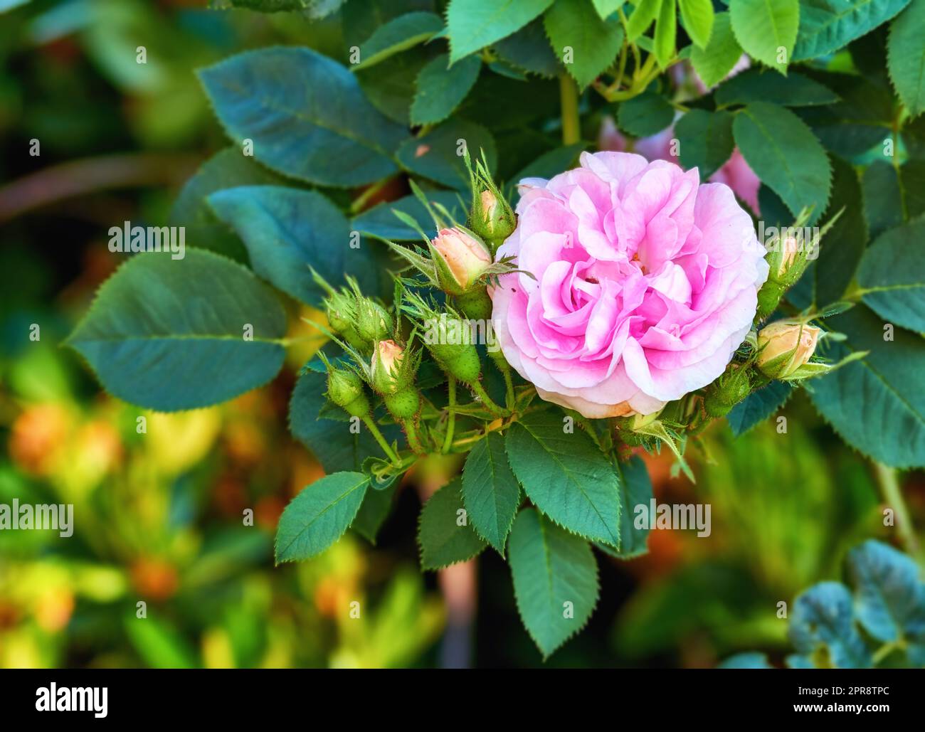 Wunderschöne rosa Rosenblume, die in einem Garten wächst. Nahaufnahme heller, mehrjährig blühender Geranium-Pflanzen in einem grünen Park. Farbenfrohe Gartenblüten für die Dekoration im Freien im Frühling Stockfoto