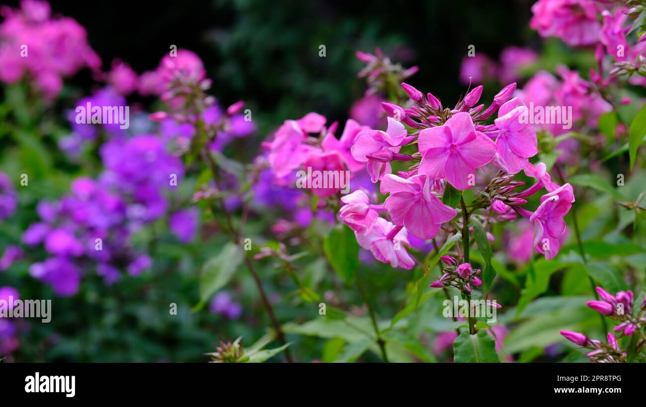 Wunderschöne rosa Phloxblumen, die im Sommer in einem Garten wachsen. Hübsche blühende Pflanzen blühen und blühen im Frühling in einem Park. Flora und Pflanzen blühen auf einem Feld in der Natur Stockfoto