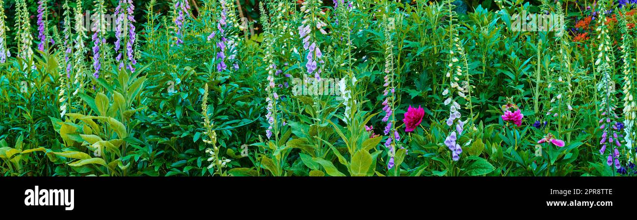 Gartenträume. Nahaufnahme eines wunderschönen und bunten Gartens in einem Park oder Garten. In einem Naturschutzgebiet für verschiedene natürliche Pflanzenarten blühen, blühen und blühen lebendige Blumen. Stockfoto