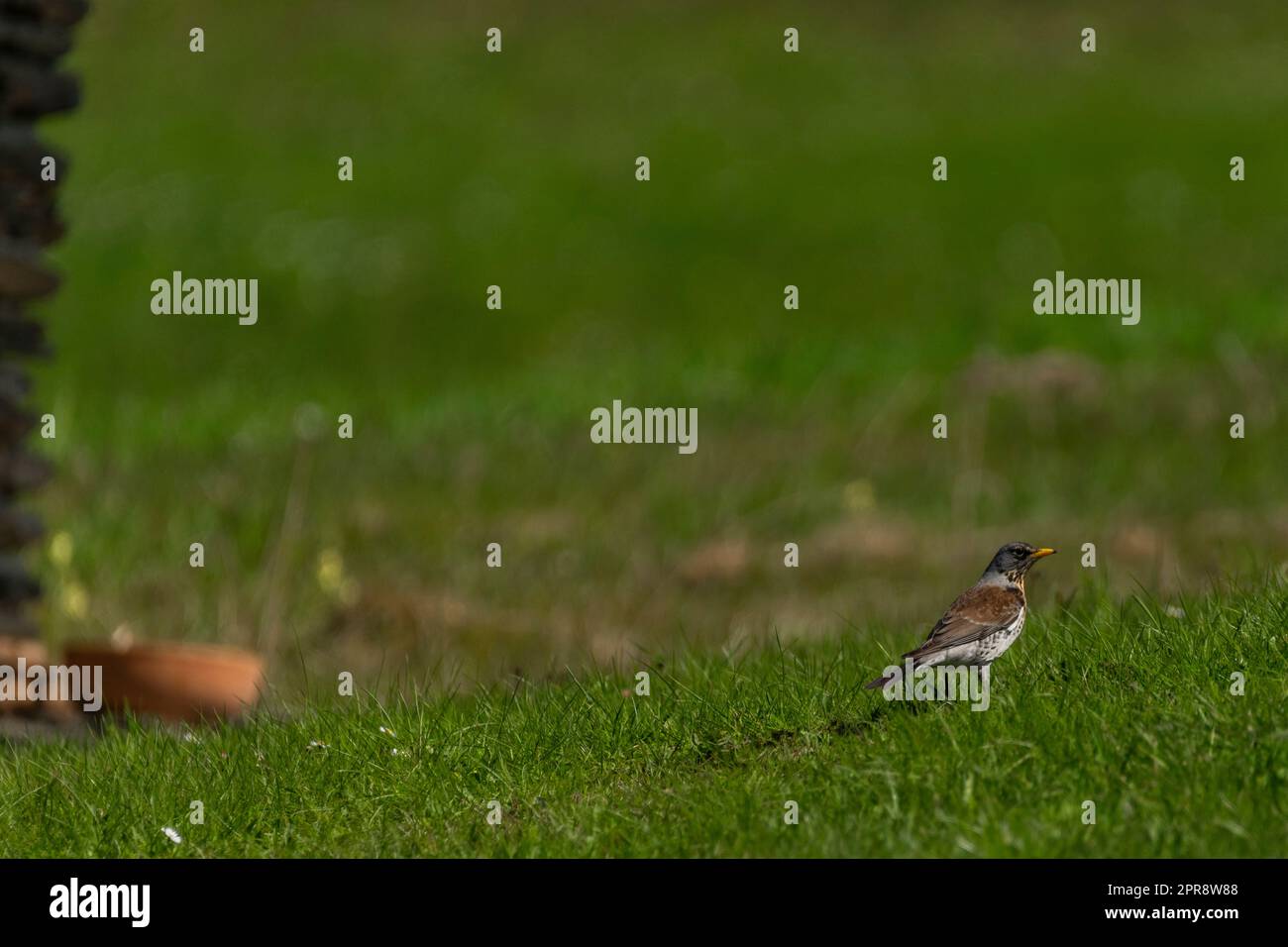 Vogeldrossel auf grüner Graswiese mit Frühlingsblumen in den Bergen Stockfoto