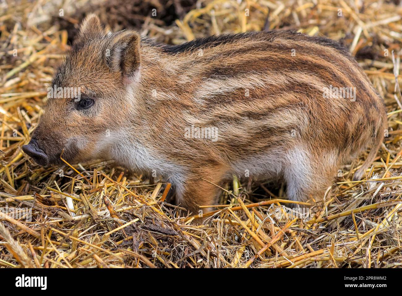 Reken, Muensterland, NRW, Deutschland. 26. April 2023. Süße kleine mitteleuropäische Wildschweinschweine (Sus scrofa scrofa) laufen fröhlich herum und spielen im Schlamm und Heu in ihrem großen Waldgehege im Tierpark Frankenhof bei Reken. In den letzten zwei Wochen wurden dort mehrere Einstreu von Wildschweinquietschern (Ferkeln) geboren. In den meisten Bundesländern gibt es auch immer noch eine große Wildpopulation mitteleuropäischer Eber. Kredit: Imageplotter/Alamy Live News Stockfoto