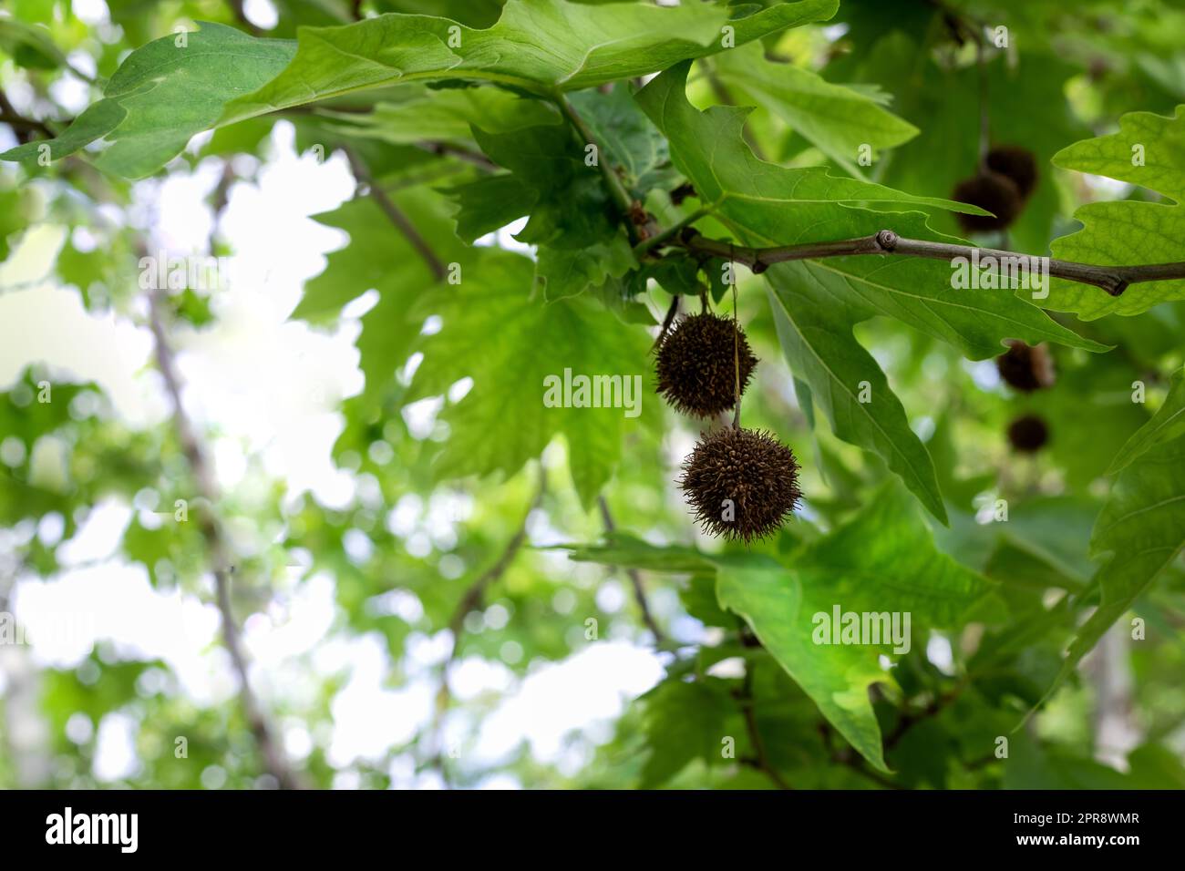 Trockene Früchte des Platanusbaums im Himmelshintergrund. Der Zweig von Platanus orientalis mit rundem Sycamore. Stockfoto