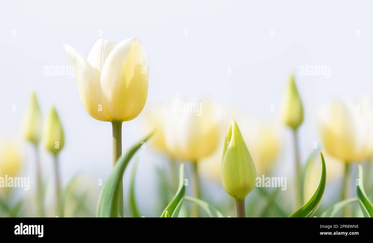 Ein Feld weißer Tulpen (Tulipa), Kleinwinkelmakro in cremigen, weichen Pastelltönen, hochauflösend, Kopierraum, Negativraum, Stockfoto