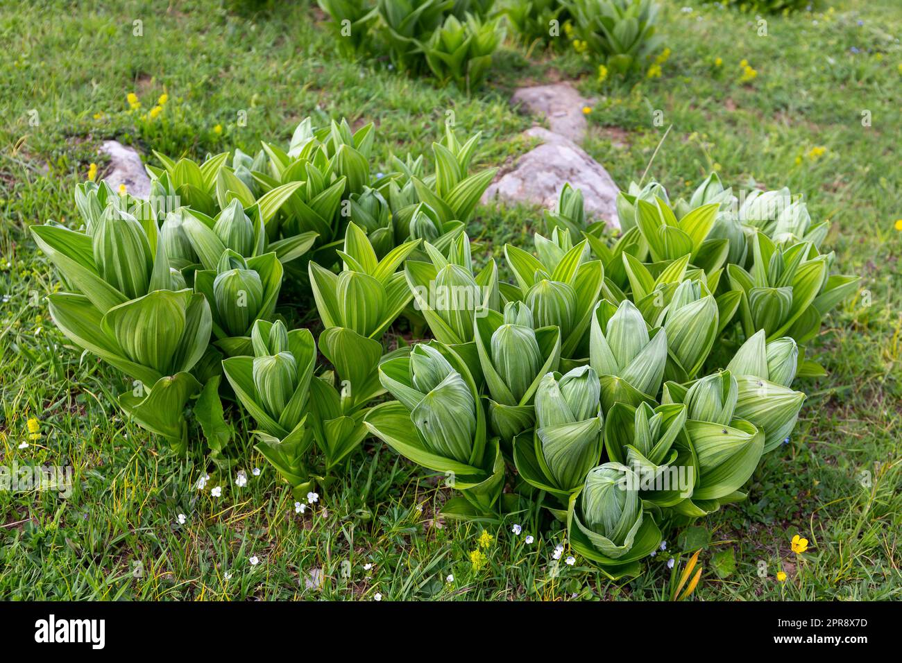 Veratrum Album (oder falsches Helleborin, Weißer Helleboran, Veratrum lobelianum), giftige Pflanze in der Familie Melanthiaceae, grüne Blätter. Stockfoto