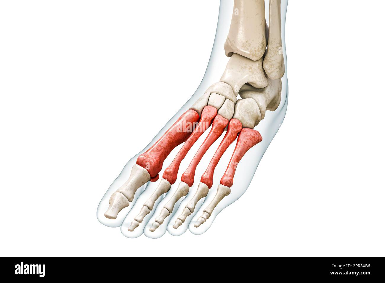 Metatarsale Knochen oder Metatarsus in Rot mit Darstellung des Körpers 3D isoliert auf Weiß mit Kopierbereich. Menschliches Skelett und Fussanatomie, medizinisch Stockfoto