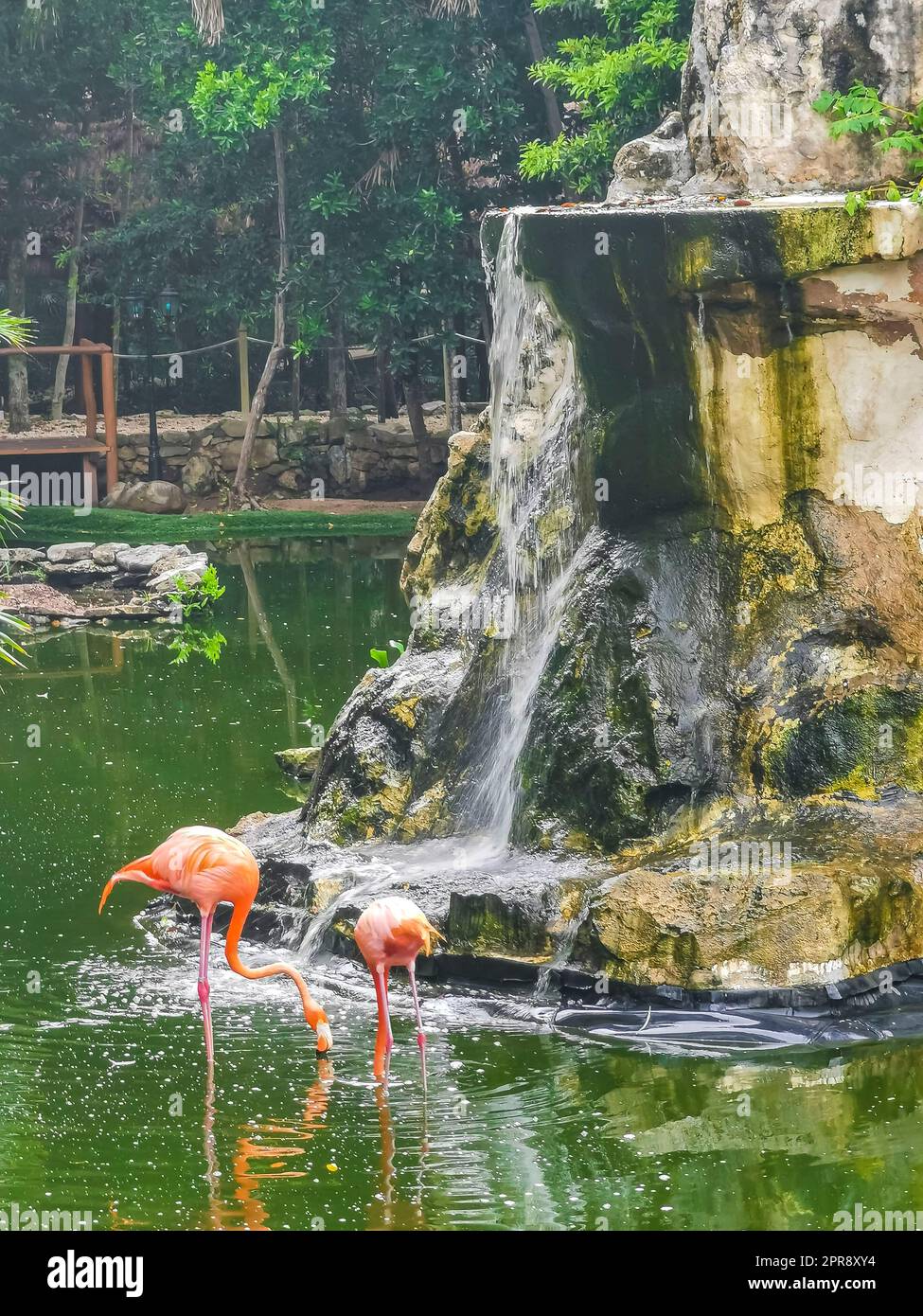 Rosa Flamingos im Teich im Luxusresort in Mexiko. Stockfoto