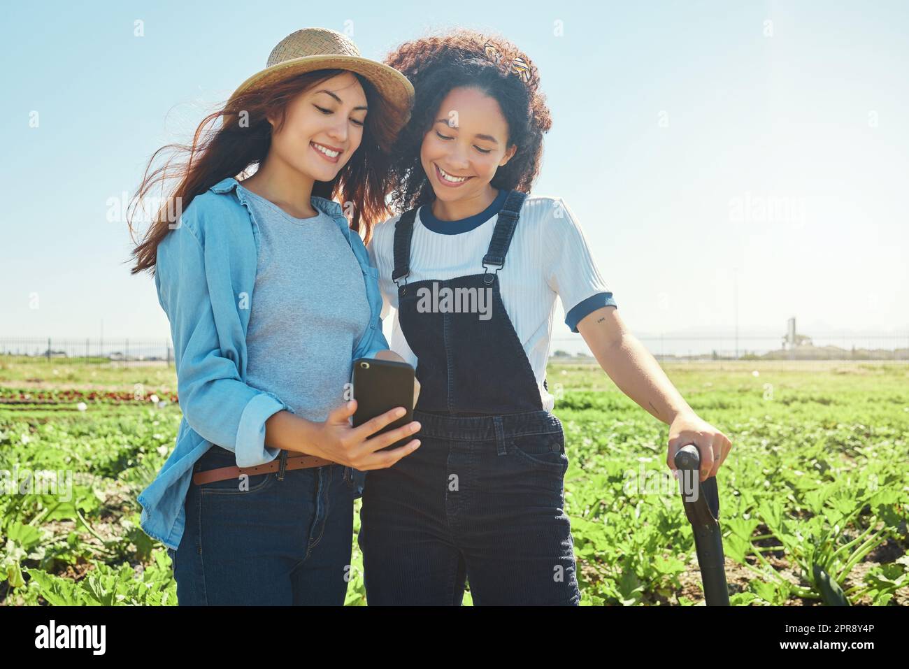 Ich fand diesen neuen Tipp. Zwei Farmerinnen schauten während der Ernte auf ein Handy. Stockfoto
