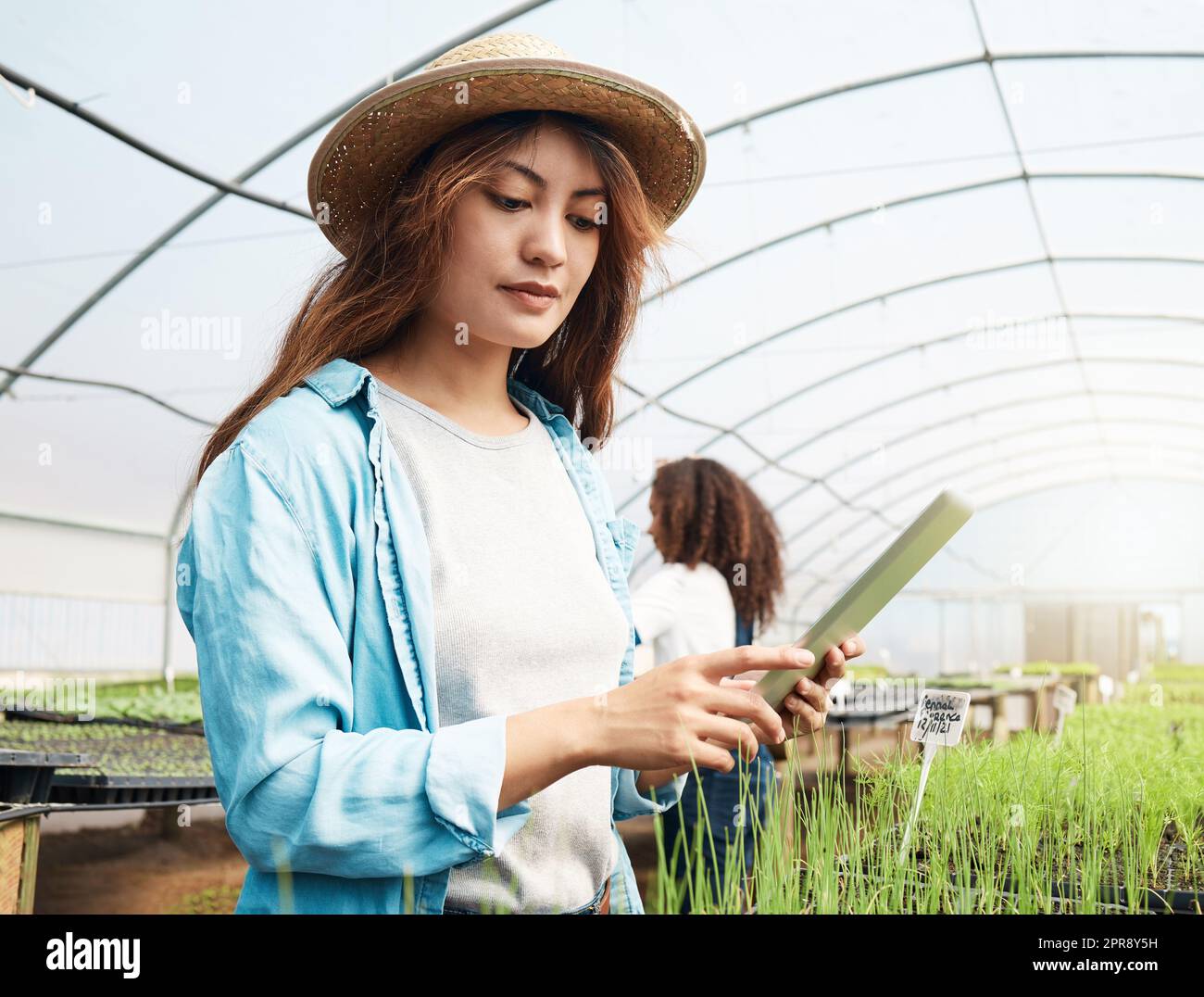 Technologie hilft, die Dinge am Laufen zu halten. Eine attraktive junge Frau, die ein Tablet benutzt, während sie in einem Gewächshaus auf einem Bauernhof arbeitet. Stockfoto