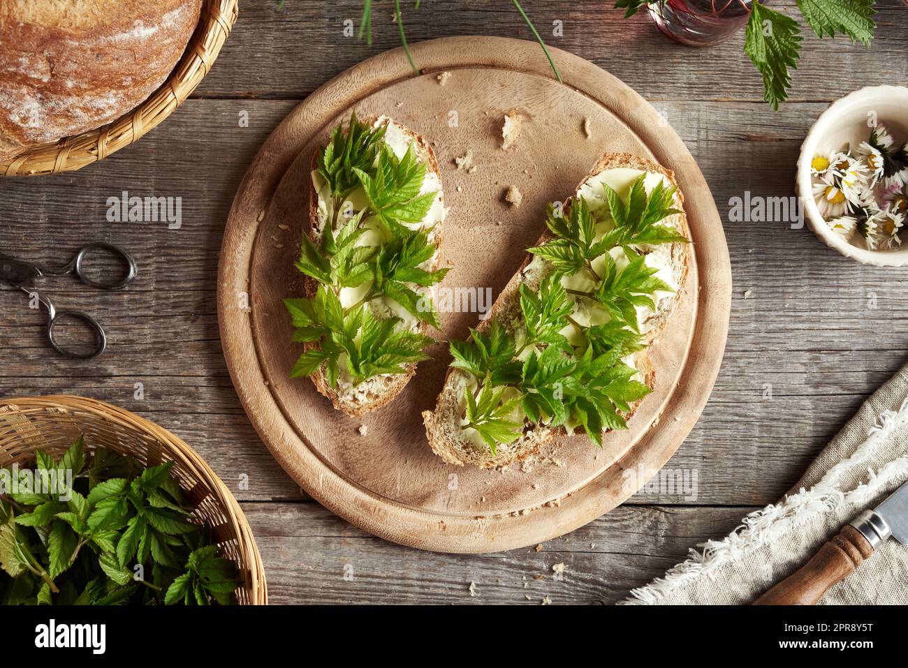 Goutweed-Blätter, die im Frühling auf zwei Scheiben Sauerteigbrot gesammelt wurden Stockfoto