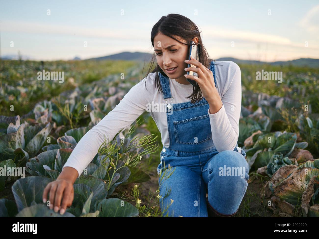 Eine Landwirtin, die auf einem Kohlfeld mit ihrem Smartphone spricht. Junge, brünette Frau mit Strohhut, die ihr Mobilgerät auf einer Bio-Gemüsefarm benutzt Stockfoto