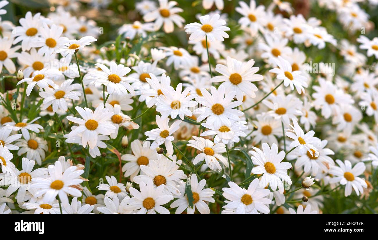 Nahaufnahme frischer Gänseblümchen und Blumen in einem üppigen grünen Garten. Ein Haufen weißer Blüten auf einer Wiese, Schönheit in der Natur und friedliche, entspannende frische Luft. Leuchtende Blüten in einem Zen-Garten Stockfoto
