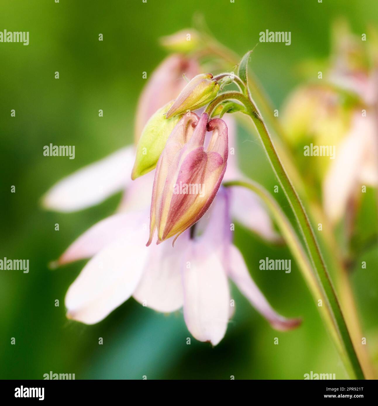 Nahaufnahme einer Blume der Common Columbine vor einem verschwommenen Hintergrund an einem sonnigen Tag. Zoomen Sie auf rosa Pflanzen, die auf einem Feld oder Garten wachsen. Details, Textur und Muster der Schönheit in beruhigender Natur Stockfoto