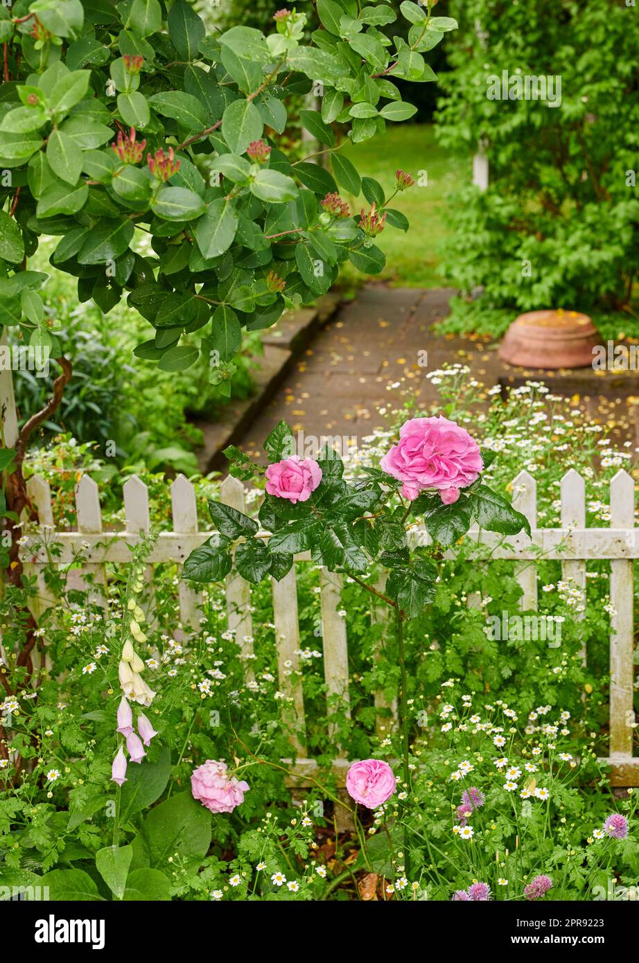 Rosafarbene französische Rosen und gewöhnliche Foxhandschuhblumen wachsen und blühen in einem üppig grünen Garten mit weißem Lattenzaun. Gartenbau, Zierpflanzenanbau in abgeschiedenem und privatem Garten Stockfoto