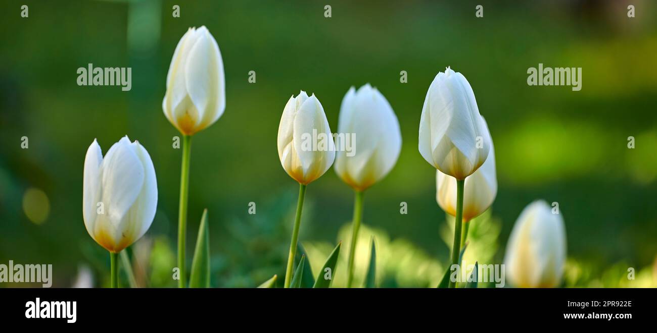 Weiße Tulpenblüten wachsen, blühen und blühen im üppig grünen Garten, symbolisieren Liebe, Hoffnung und Zuneigung. Ein Haufen dekorativer Pflanzen blühen in einem landschaftlich gestalteten Garten durch den Gartenbau Stockfoto