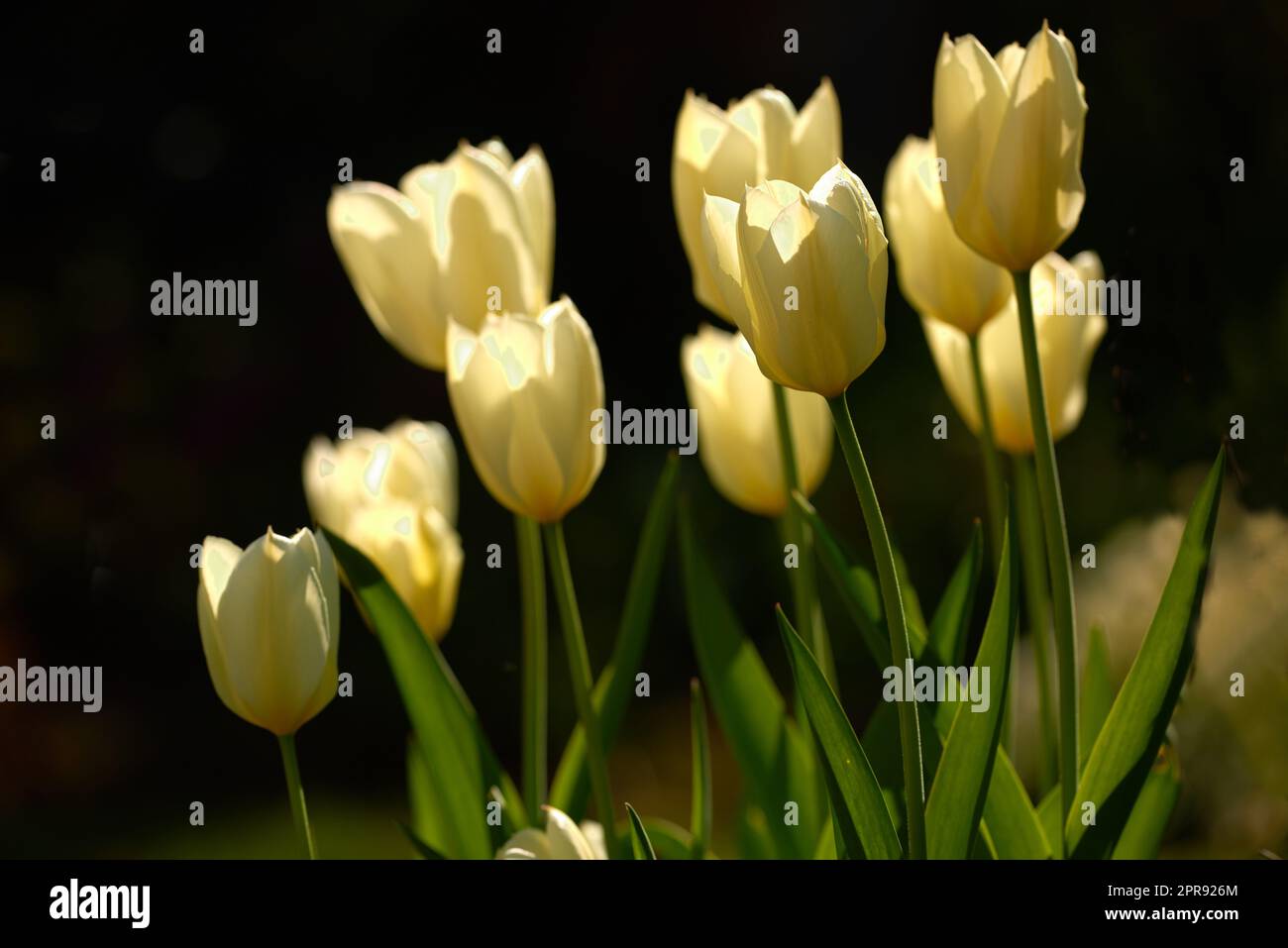 Gelbe Gartenblumen wachsen vor schwarzem Hintergrund. Nahaufnahme von Didiers Tulpen der tulipa gesneriana-Art mit lebendigen Blütenblättern und grünen Stämmen, die an einem Tag im Frühling blühen Stockfoto
