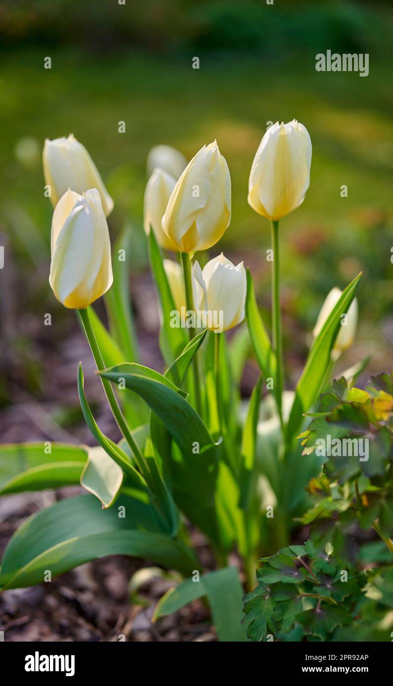 Weiße Tulpenblüten wachsen, blühen und blühen im üppig grünen Garten, symbolisieren Liebe, Hoffnung und Wachstum. Ein Haufen dekorativer Pflanzen blühen in einem landschaftlich gestalteten Garten im Frühling draußen Stockfoto