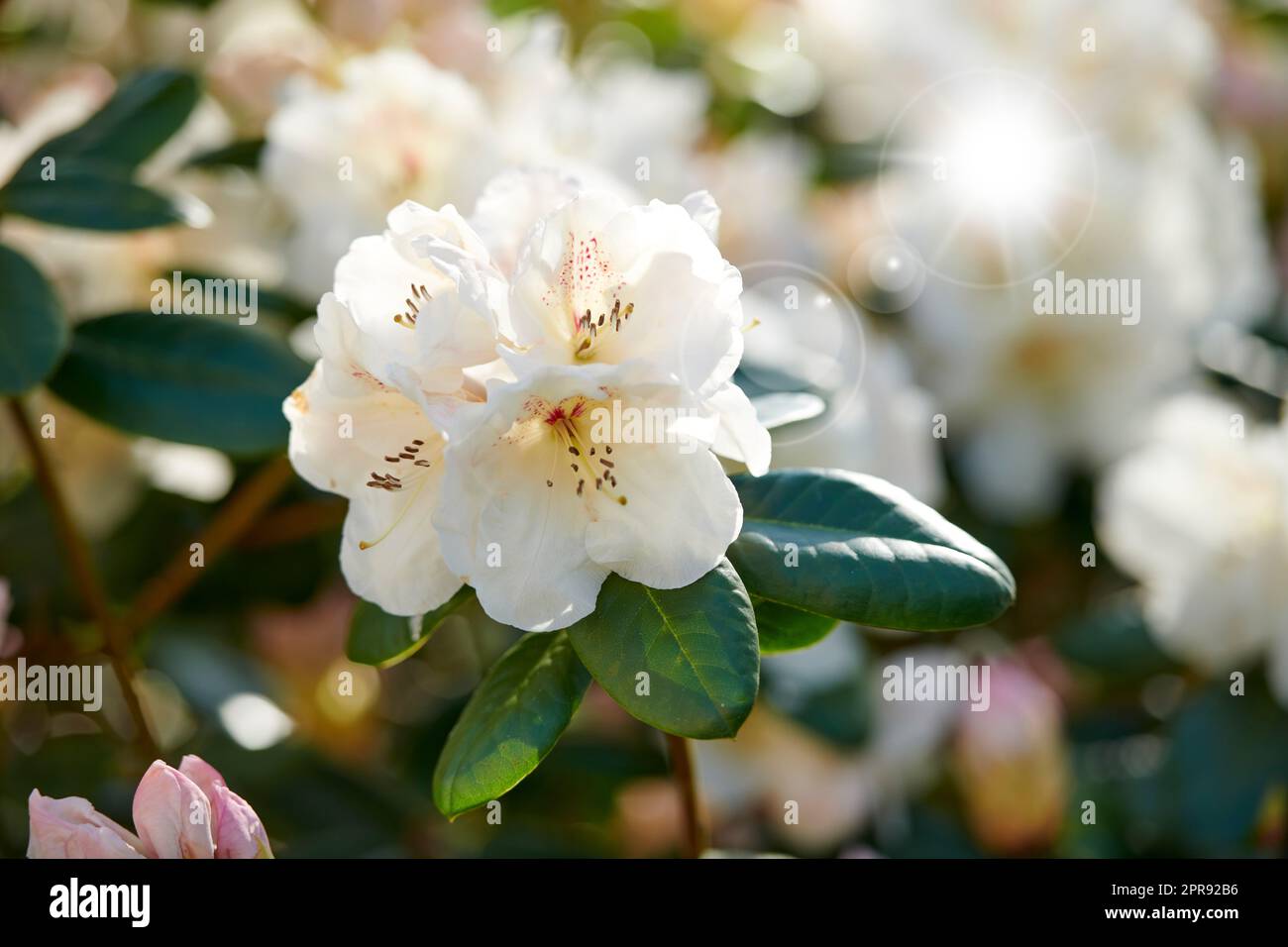 Große weiße Rhododendron-Dekorum oder Fauriei-Blumen, die in einem Garten wachsen. Verschließung von ericaceae-Arten von Pflanzen mit reinen und weichen Blütenblättern, die an einem sonnigen Frühlingstag in der Natur blühen und blühen Stockfoto