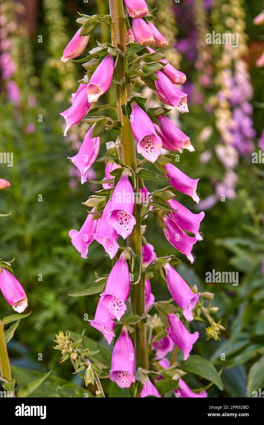 Bunte, gemeine Foxglove-Blumen wachsen im grünen Park. Wunderschöne rosafarbene oder violette Blütenpflanze mit hübschen Mustern auf Blütenblättern für Gartenarbeit oder Gartendekoration im Garten im Frühling Stockfoto