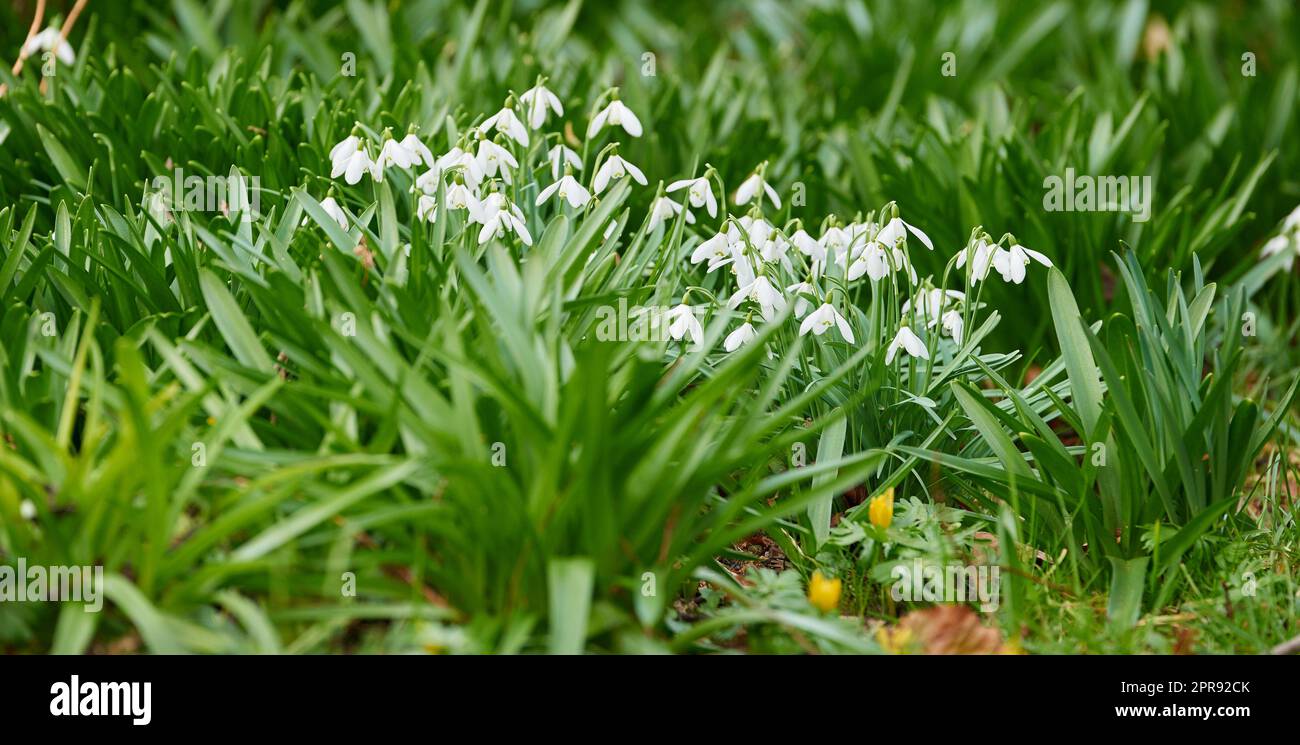 Im Frühling blühen in einem Garten blühende weiße Schneetropfen oder galanthus-Blumen. Bulbus-, ganzjährige und krautige Pflanze aus der art amaryllidaceae, die in einem friedlichen Hof im Freien gedeiht Stockfoto