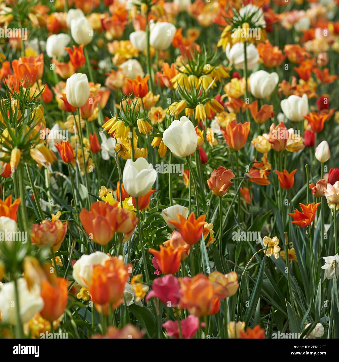 Feld der Tulpen und kronenimperialen Blüten, die auf üppiger grüner ...