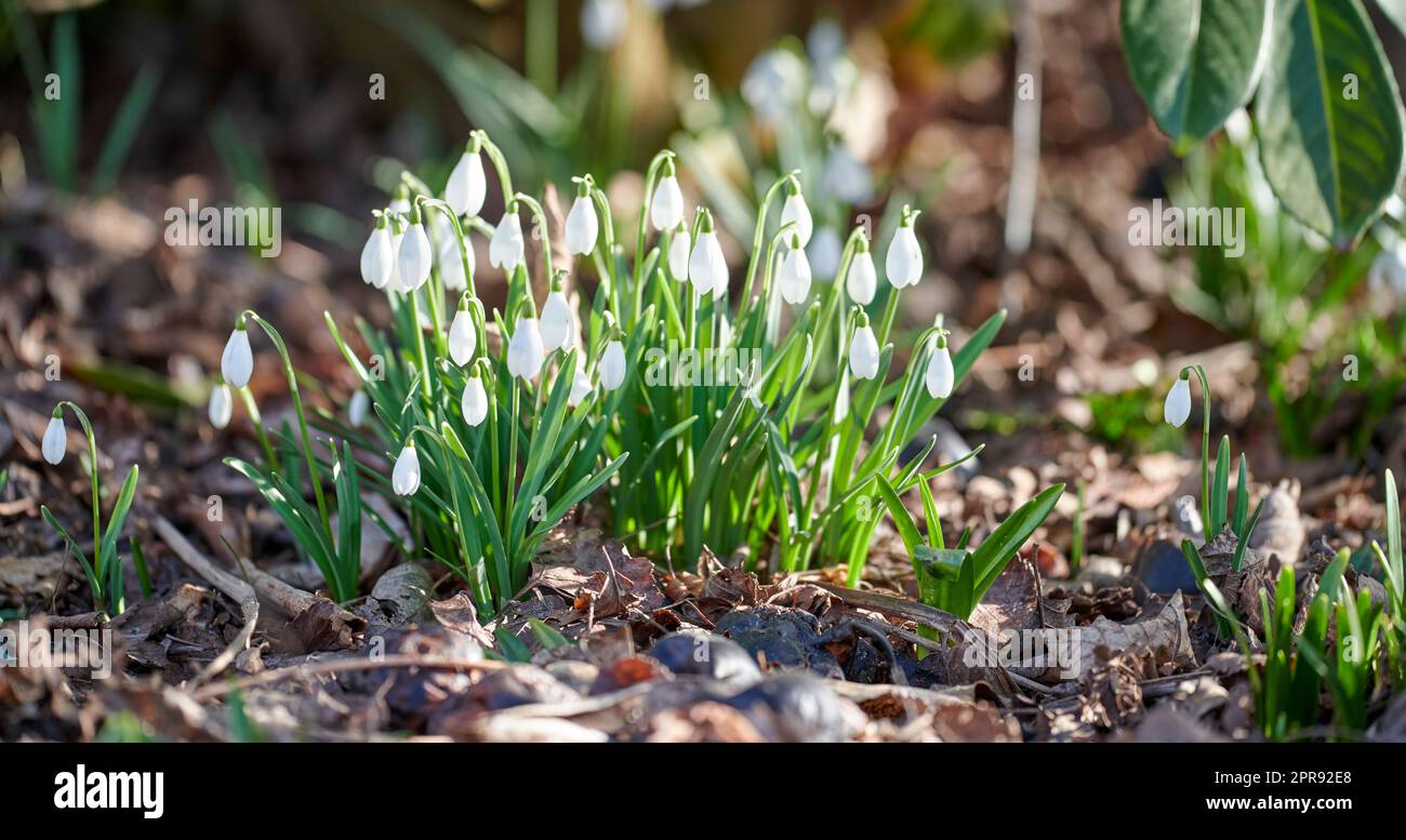 Ein Auftakt von reinweißen Schneeflocken oder galanthus-Blumen, die an einem sonnigen Frühlingstag blühen. Bulbuse, mehrjährige und krautige Pflanze aus der Art amaryllidaceae, die in einem friedlichen Garten im Freien gedeiht Stockfoto