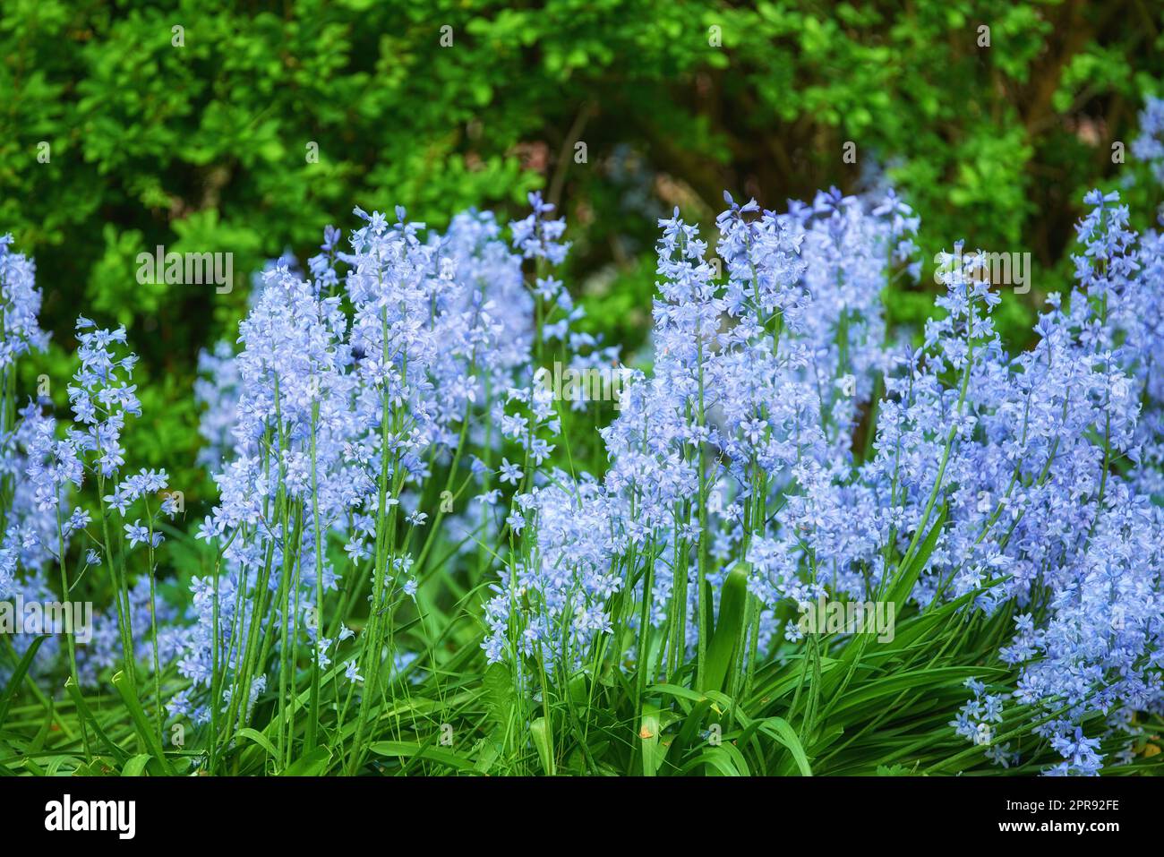 Blaue Flora blüht auf einer üppigen Wiese. Bluebell Scilla Siberica Blumen wachsen in einem ruhigen, friedlichen Privathaus oder botanischen Garten mit lebhaften grünen Pflanzen, die im Sommer um sie herum wachsen. Stockfoto