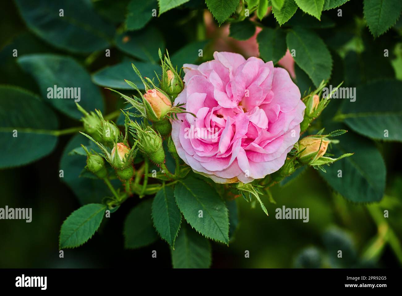 Leuchtend pinkfarbene Hunderose und Knospen an einem Baum in einem Garten. Nahaufnahme einer hübschen rosa Canina Blume, die zwischen grünen Blättern in der Natur wächst. Nahaufnahme blühender Blütenblätter und Blütenblüten auf Blumenpflanze Stockfoto