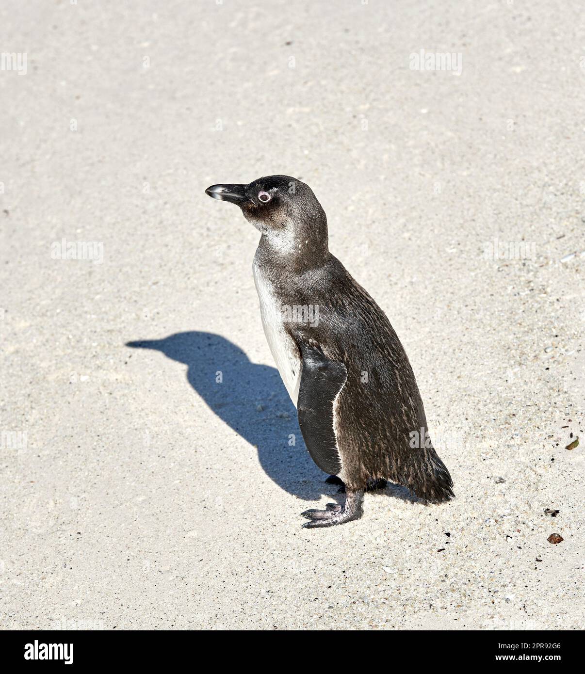 Schwarzfußpinguin kratzt, reinigt oder pflegt sich selbst am Sandstrand eines Naturschutzgebiets in Südafrika. Geschützte gefährdete Wasservögel, Wassertiere oder Meerestiere für den Tourismus Stockfoto