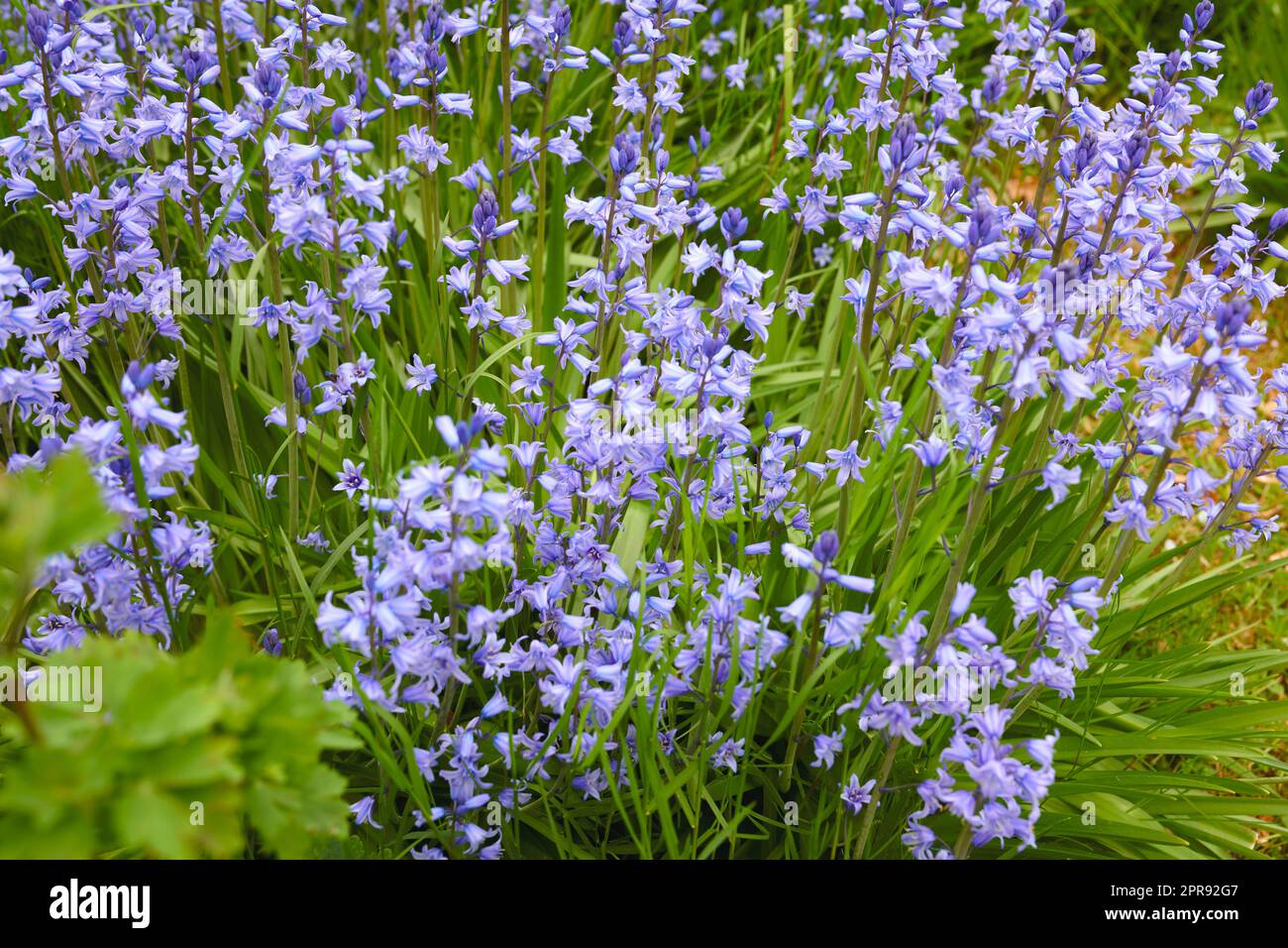 Bunte lila Blumen wachsen in einem Garten. Vervollständigung der wunderschönen spanischen Blauzungenblüte oder Hyacinthoides hispanica-Blätter mit lebendigen Blütenblättern, die an einem sonnigen Tag im Frühling blühen und blühen Stockfoto