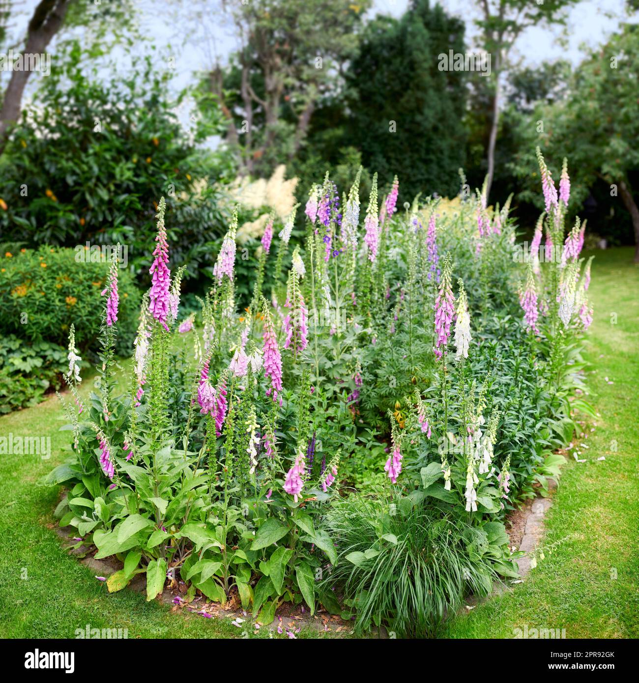 Foxhandschuhblumen wachsen in einem grünen Park. Mehrjährige lila Blütenpflanzen gärtnern, die als Dekoration in einem gepflegten Garten oder einem gepflegten Hinterhof angebaut werden. Farbenfrohes Blumenbeet auf einem Rasen Stockfoto