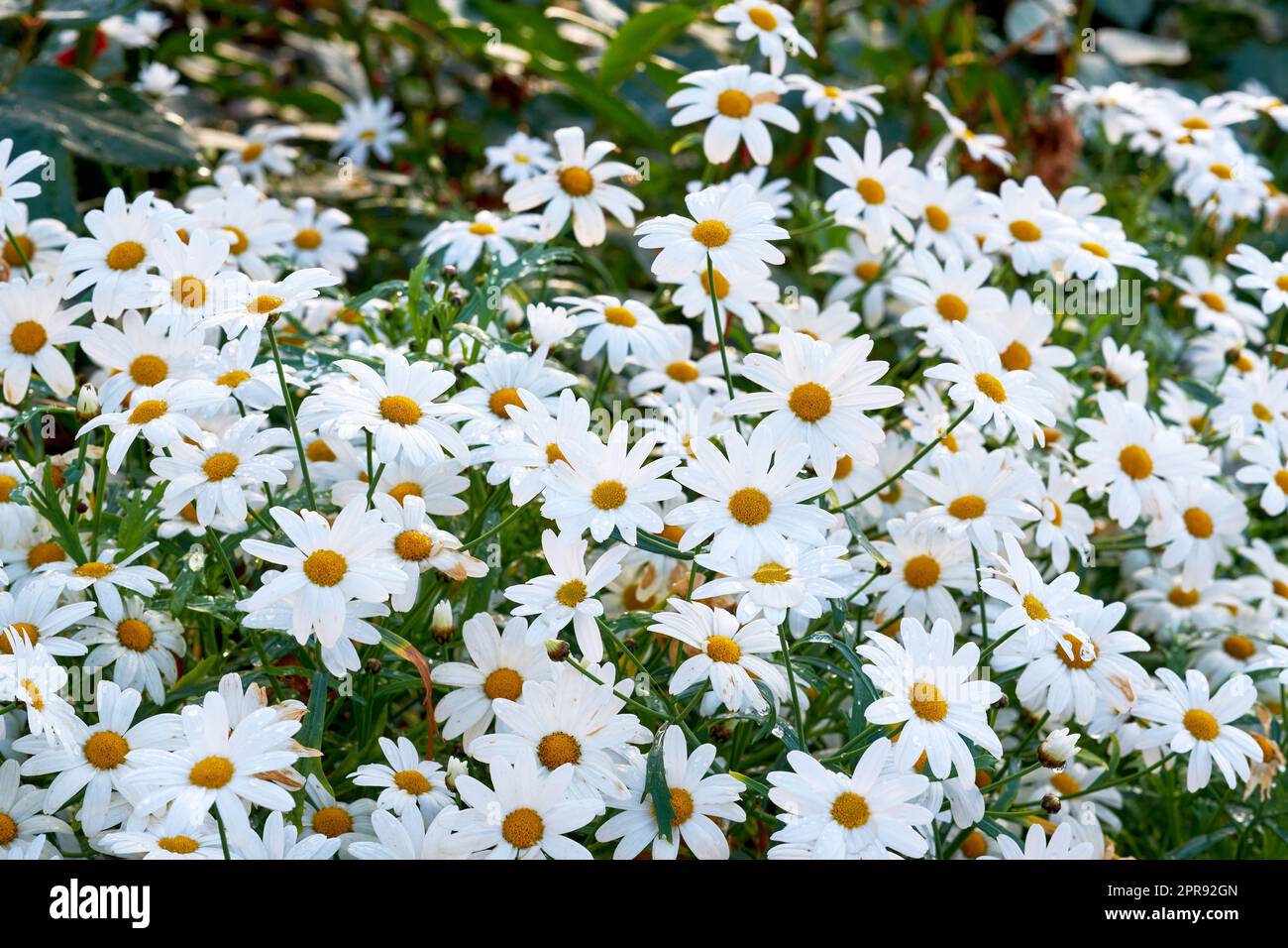 Weiße Gänseblümchen wachsen in einem Frühlingsgarten. Naturlandschaft mit vielen hellen, wunderschönen Margueritenblumen in einem Park. Gartenbau von mehrjährigen Pflanzen für den Außenbereich, Gartendekoration oder Parklandschaft Stockfoto