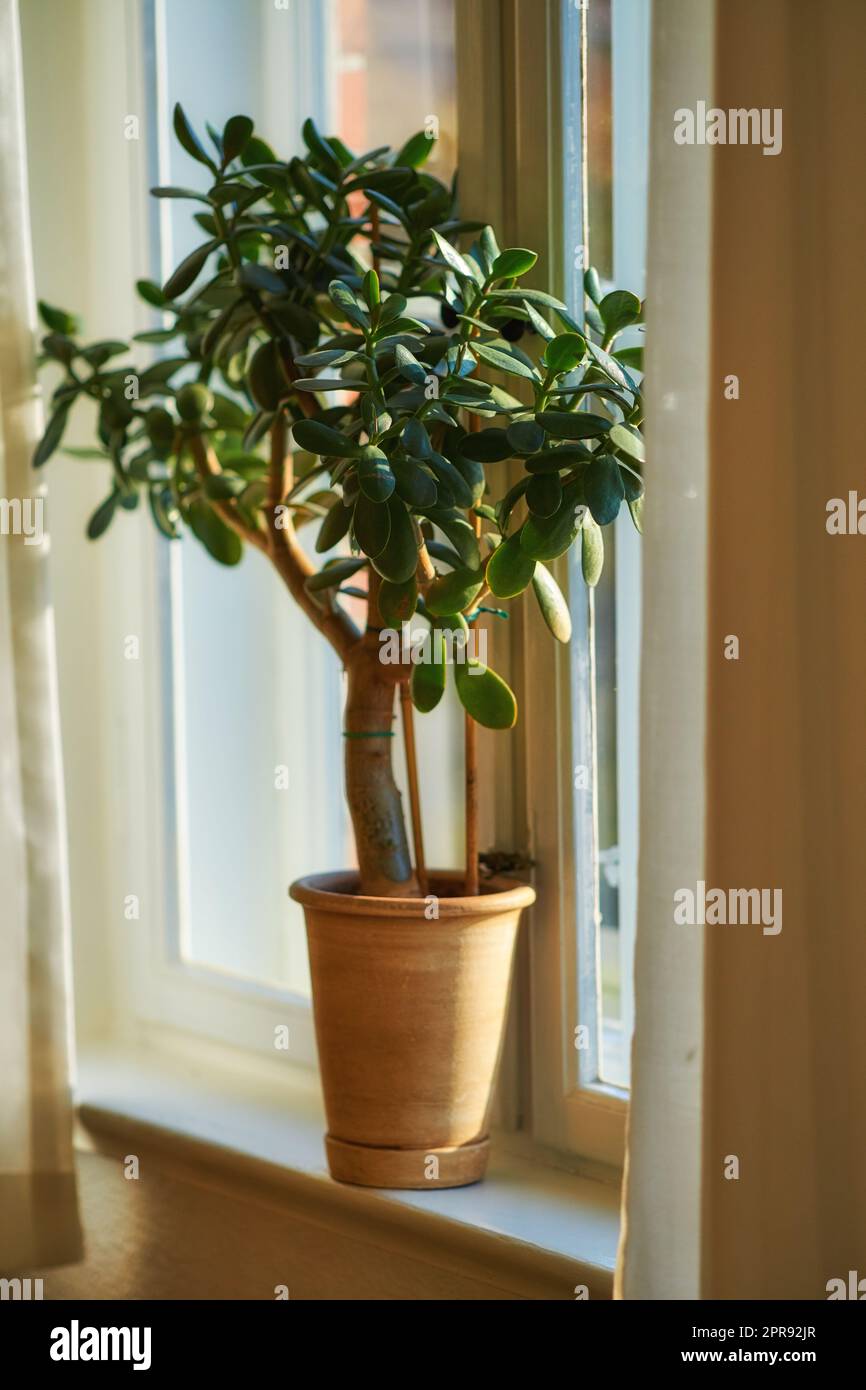 Jade- oder crassula-Topfpflanze, die als Inneneinrichtung im Topf wächst und Glück bringen soll. Kleiner Glücks- oder Geldbaum in der Nähe eines hellen Wohnzimmers oder Arbeitsfensters zur Verbesserung der Sauerstoffqualität Stockfoto
